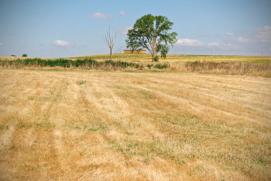 Champ de maïs touché par la sécheresse agricole en Europe